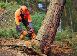 Best Tree Trimming and Pruning  in Silver Ridge, NJ